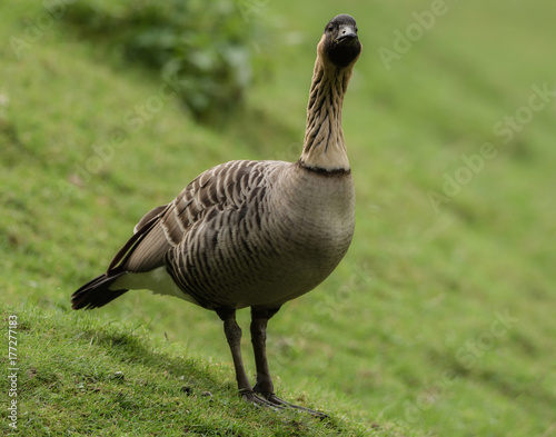 A brown goose on the meadow