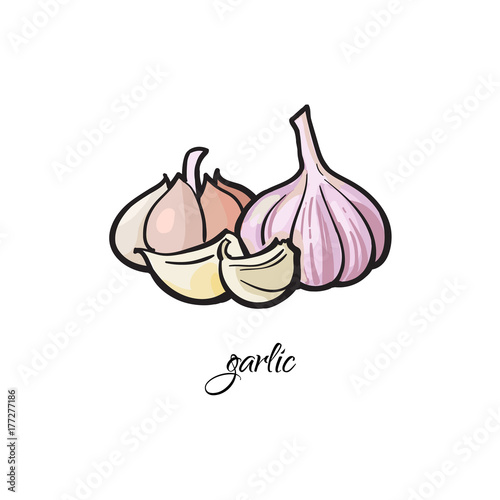 Garlic bulb and cloves with caption, sketch style vector illustration isolated on white background. Hand drawn garlic spice - whole bulbs and cloves, peeled and unpeeled