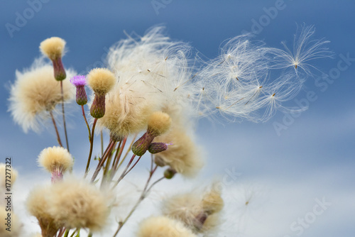 the wind carries the seeds of thistles