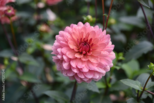 Fototapeta Naklejka Na Ścianę i Meble -  Dahlia rose au jardin en été