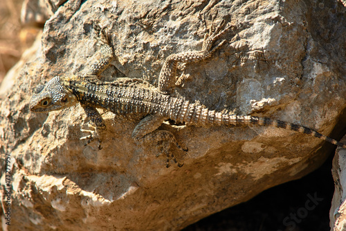 Greek lizard on a rock on the island of Rhodes.