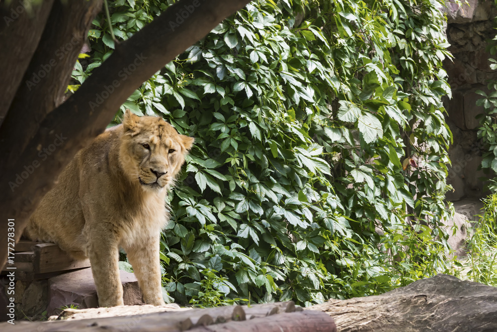 Naklejka premium pride rests before the hunt, young male Asian lion