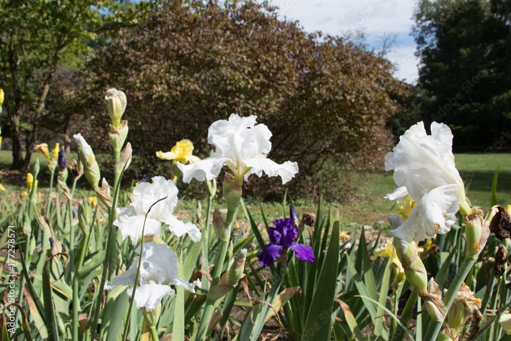 Obraz premium Purple and White Iris
