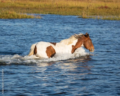 Assateague wild horse