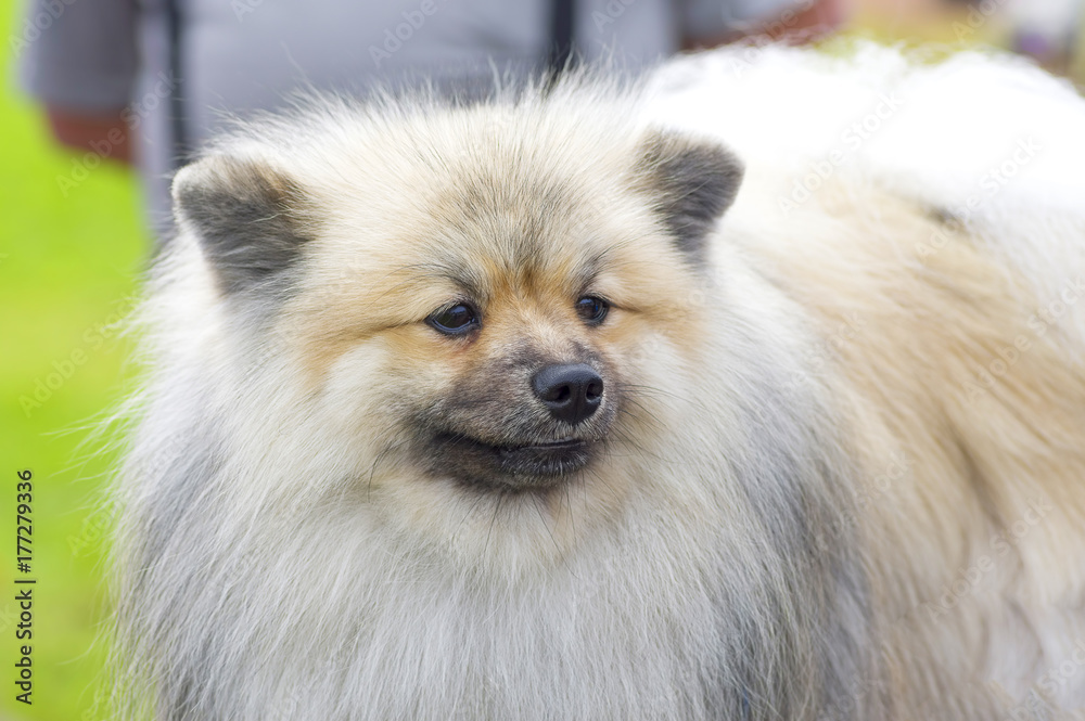 Dog Spitz Close-up Dog Spitz Close-up