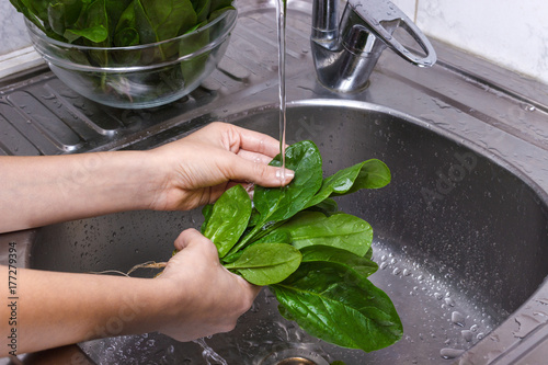 Woman washing spinach in sink. the girl is washing the spinach. Meal preparation concept