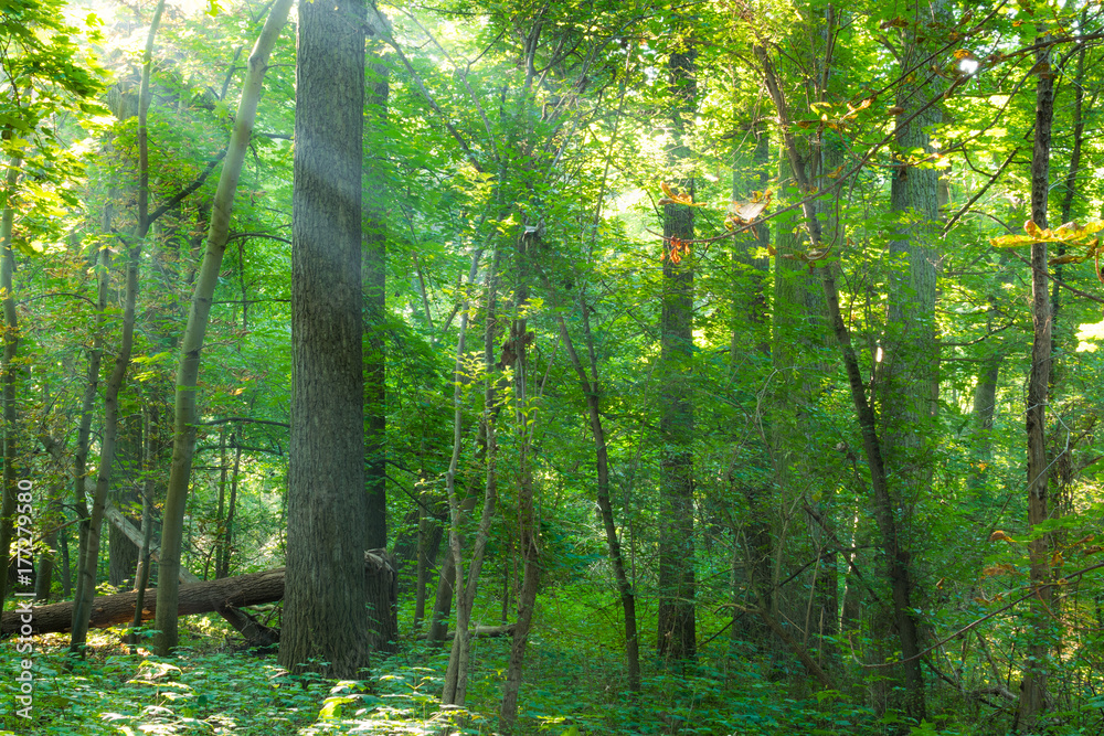 Fototapeta premium Sonnenstrahlen in einem Wald im Herbst