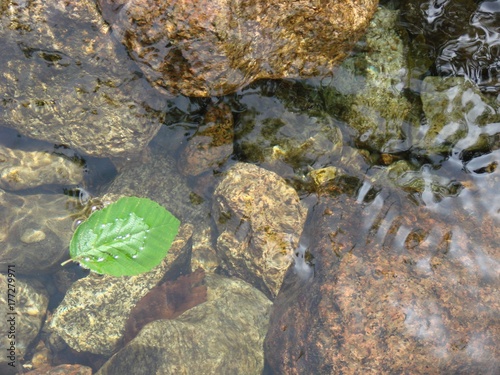 leaf in stream
