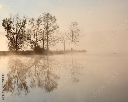 foggy tree reflections