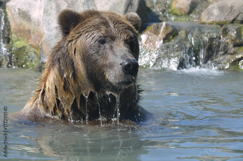 Grizzly bear in the water