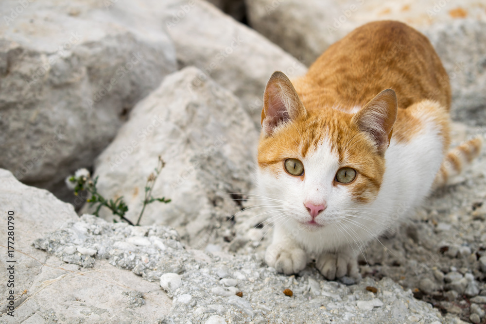 a cute ginger cat at my local port in Marbella, Spain a cute ginger cat at my local port in Marbella, Spain