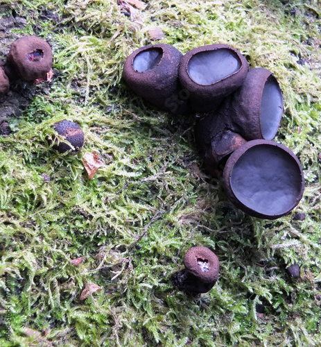 black bulgar fungus growing on a moss covered rotting beech tree