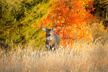 This Whitetail Buck was searching for doe along this very colorful tree line at sunrise on this late Autumn morning.