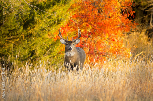 This Whitetail Buck was searching for doe along this very colorful tree line at sunrise on this late Autumn morning. photo