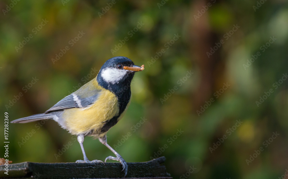 great tit with a worm