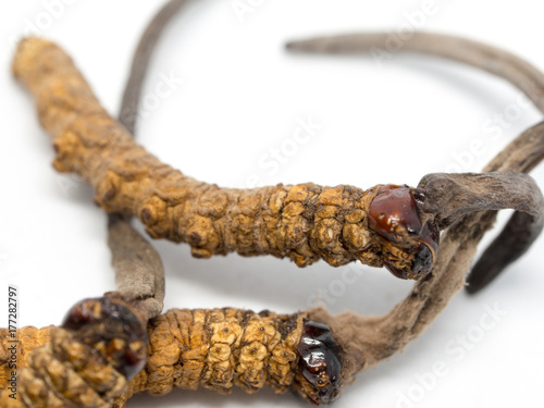 clouse up Ophiocordyceps sinensis (CHONG CAO, DONG CHONG XIA CAO) this is a herbs. Medicinal properties in the treatment of diseases.Concept of Viagra of Oriental. photo