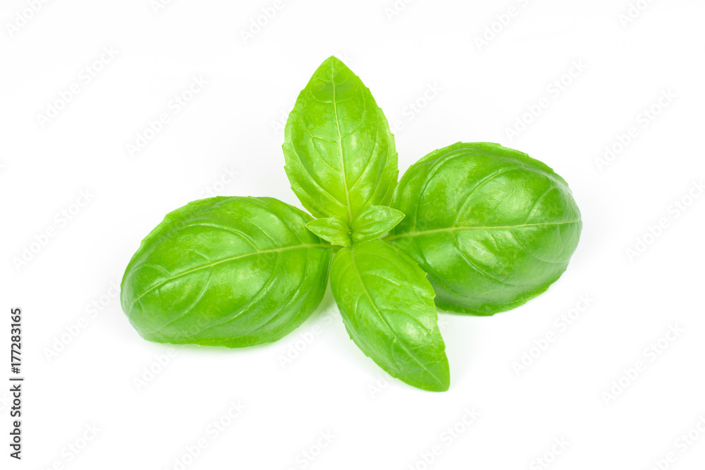 Closeup of fresh basil leaves isolated on a white background. Closeup of fresh basil leaves isolated on a white background.