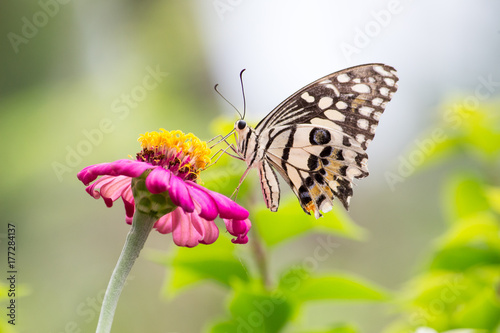 Butterfly and Pink Zinnia flower © Niwatn