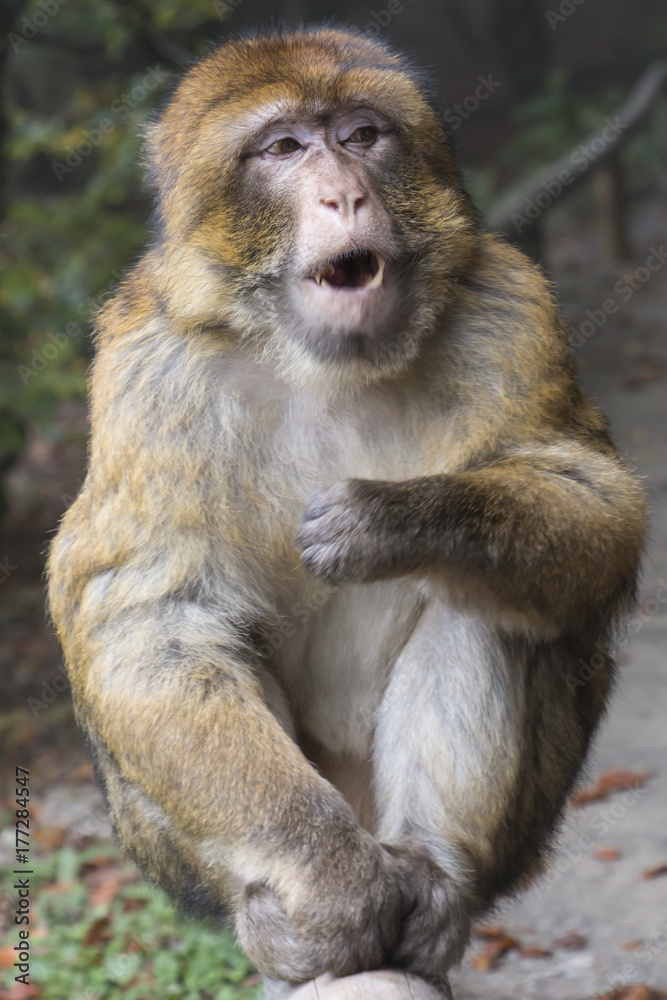 Barbary macaque eating