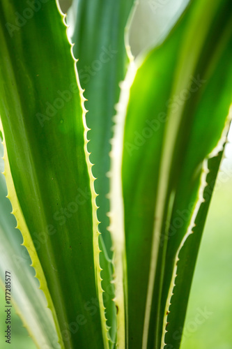 Agave americana  Green aloe with yellow stripes  leaves pattern