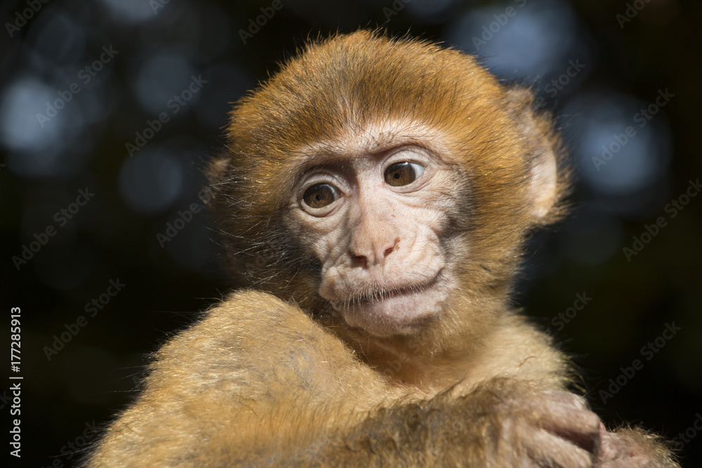 Barbary macaque baby looking Barbary macaque baby looking