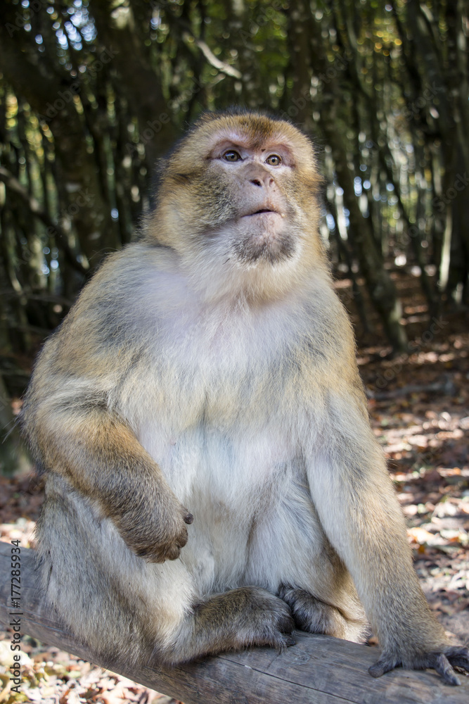 Barbary macaque 