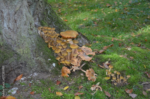 Viele Pilze an einem Baumstamm im Wald