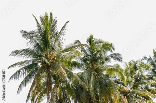 The coconut trees on isolated white background