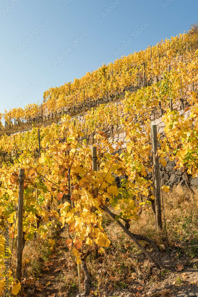Naklejka premium Radebeul mit Schloss Wackerbarth und Jacobstein in den Weinbergen im Herbst