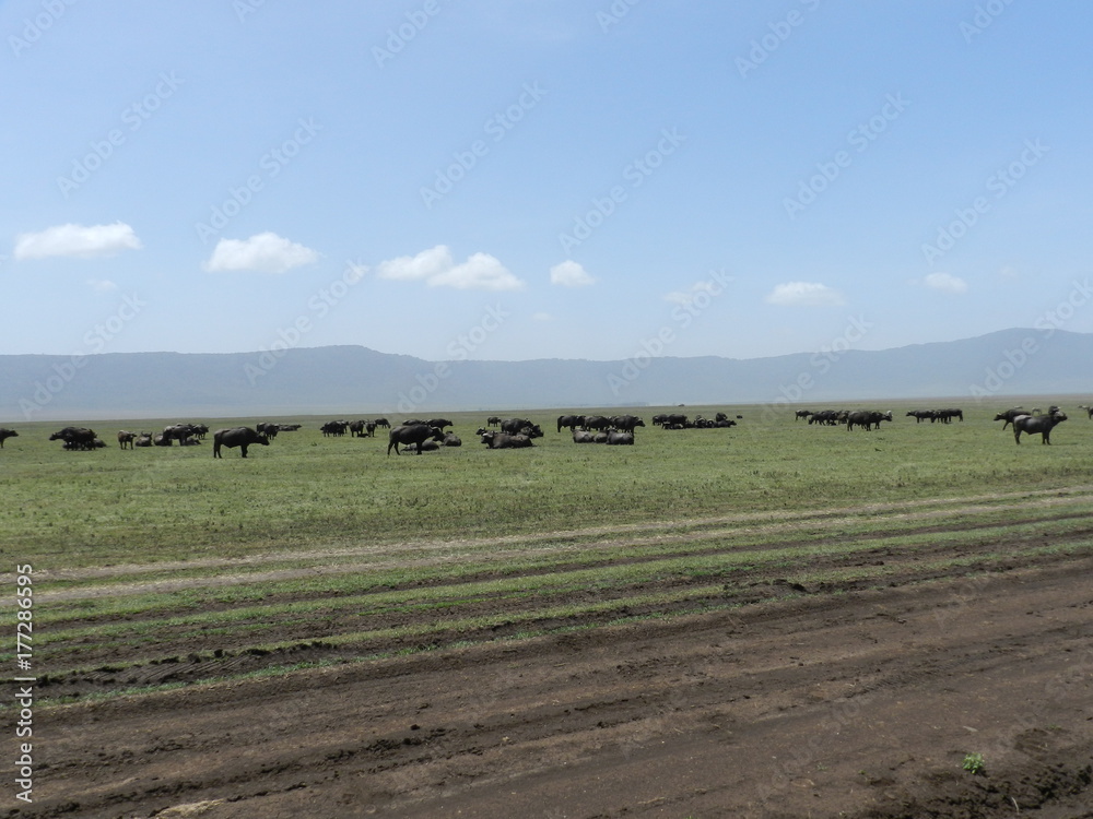 Obraz premium tanzanie