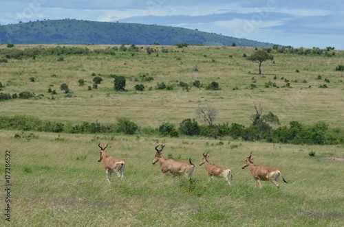 Antilope dans la vaste savane du Parc Masa   Mara  au Kenya