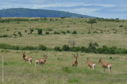 Antilope dans la vaste savane du Parc Masaï Mara, au Kenya