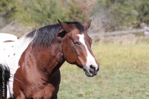 Pinto colored horse in a small fenced corral.  