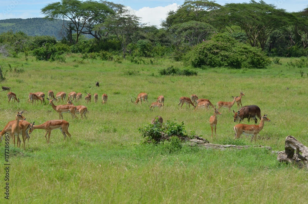 Antilopes impalas dans la vaste savane du Parc Masaï Mara, au Kenya Antilopes impalas dans la vaste savane du Parc Masaï Mara, au Kenya