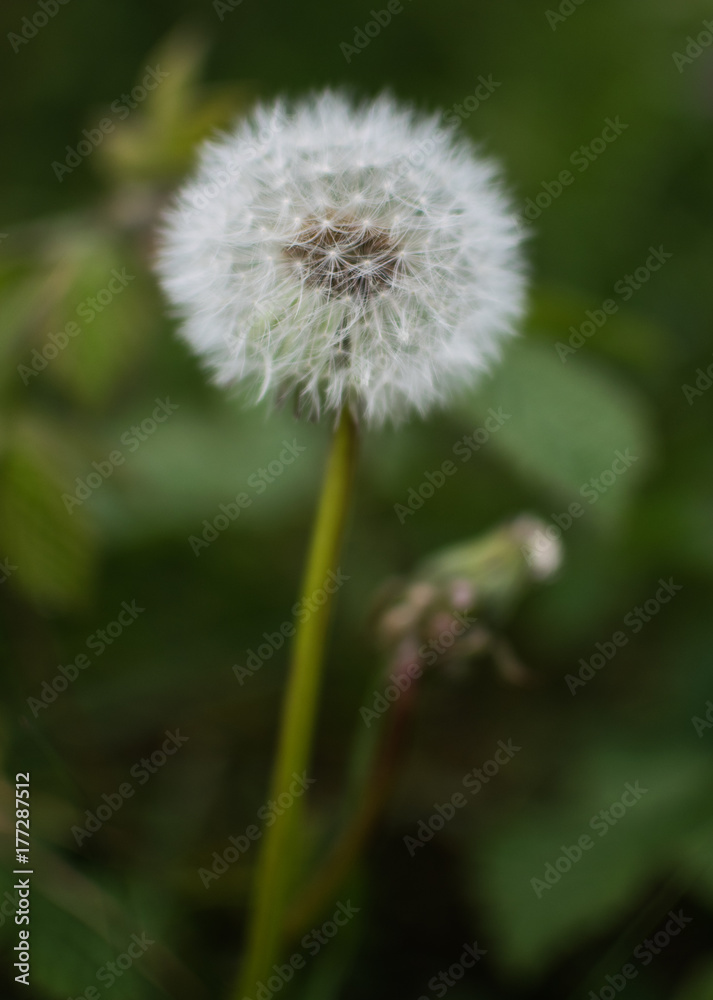 a single dandelion close up with green foliage in the background a single dandelion close up with green foliage in the background