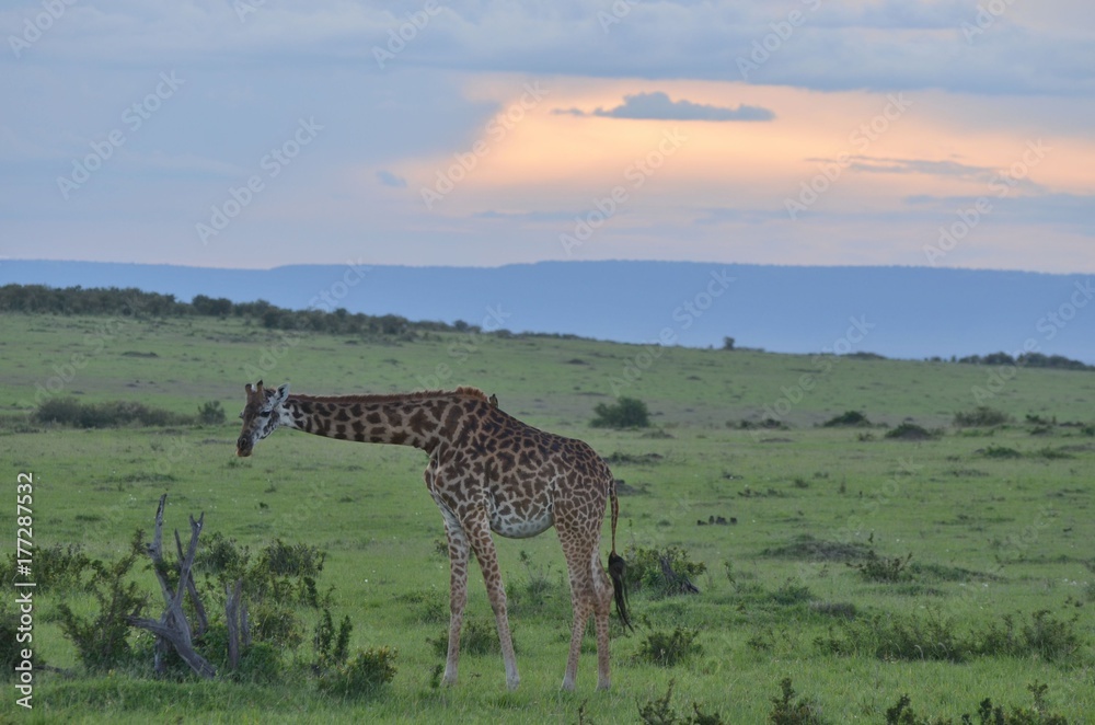 Fototapeta premium Girafe dans la savane verte du Parc Masaï Mara, Kenya