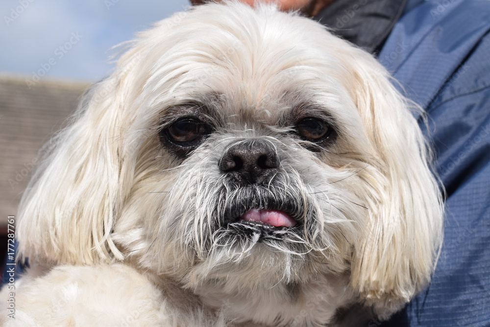 A white shit tzu looking into the camera with his tongue sticking out