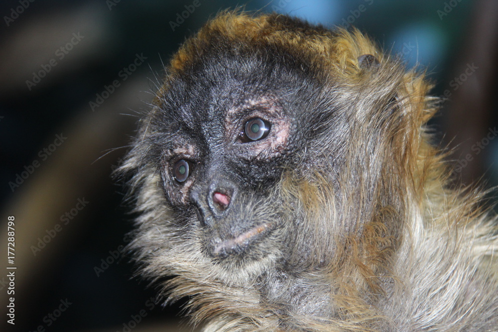 Obraz premium Monkey