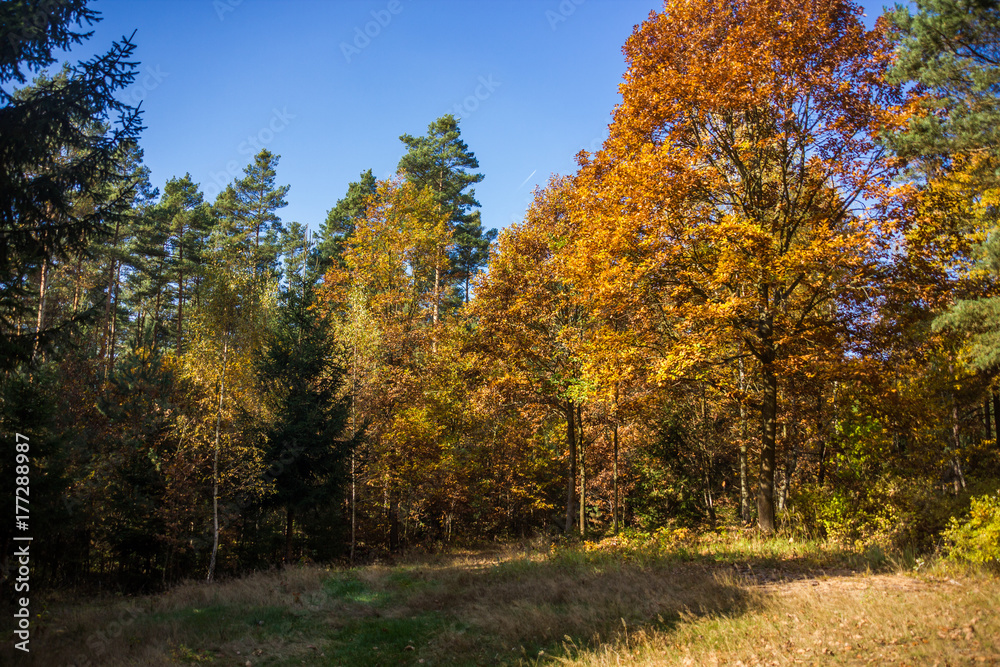 Autumn forest