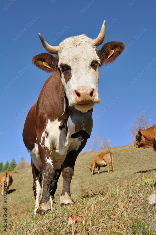 cow with a bell