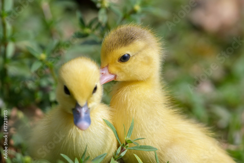 Patos amarelos photo