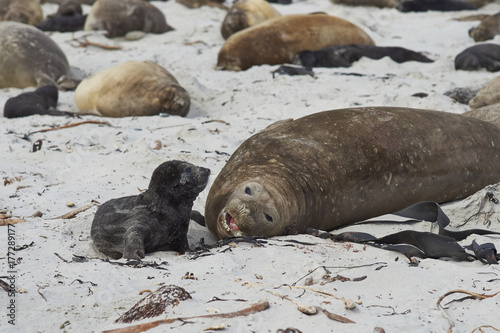 Female Southern Elephant Seal (Mirounga leonina) with a recently born pup lying on a beach on Sea Lion Island in the Falkland Islands.