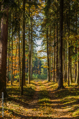 Autumn forest © Sergey Fedoskin