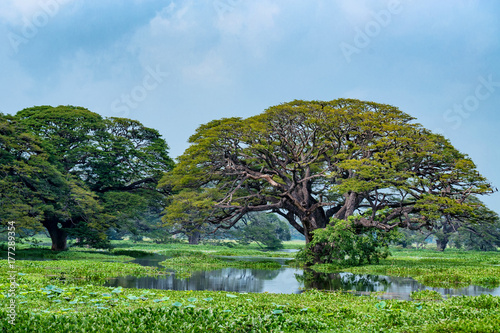 Scenic view of tropical lake with trees in water