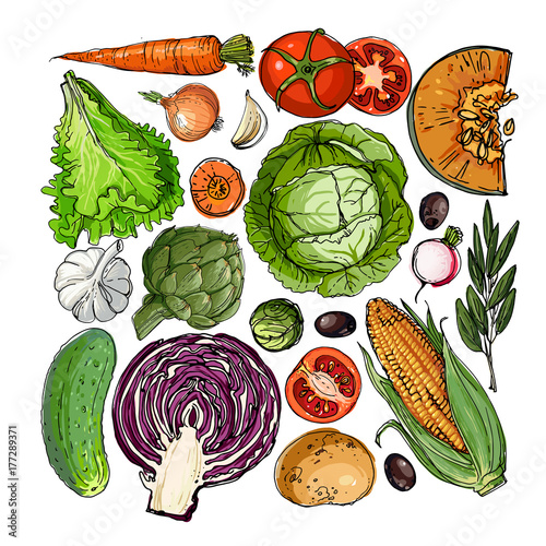 Square of colored vegetables.  Fresh food. Pumpkin, Cabbage, Blockley, kohlrabi, cauliflower, Brussels, beets, asparagus, corn, garlic, tomato line drawn on a white  photo