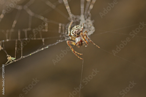 Araignée épeire des fougères entrain de tisser sa toile en forêt.