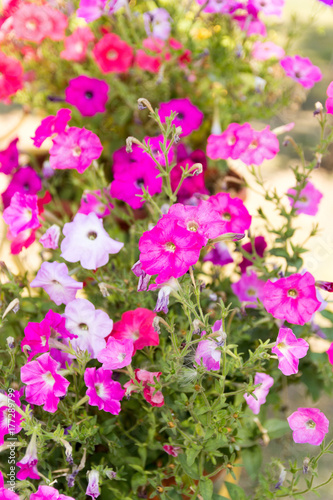 Many colors of petunia. Flower bed