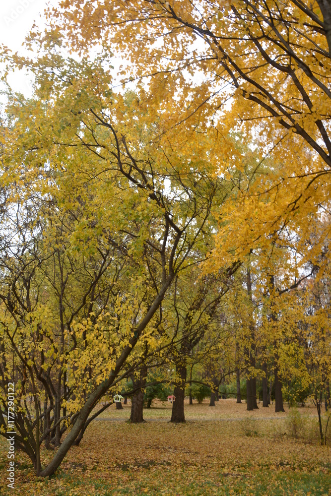 Fototapeta premium осень autumn