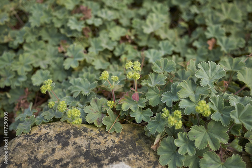 Alchemilla erythropoda photo