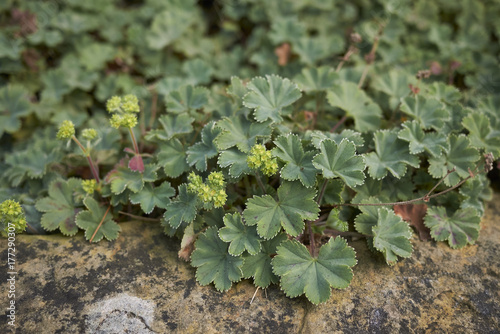 Alchemilla erythropoda photo